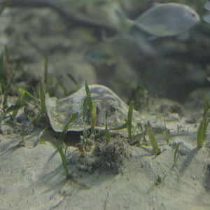 Acuario Nacional de Cuba