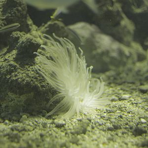 Acuario Nacional de Cuba