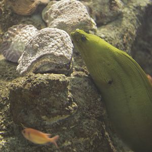 Acuario Nacional de Cuba