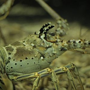 Acuario Nacional de Cuba