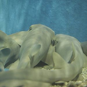Acuario Nacional de Cuba