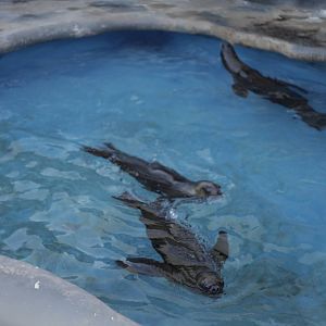 Acuario Nacional de Cuba