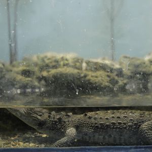 Acuario Nacional de Cuba