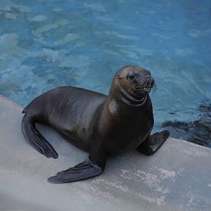 Acuario Nacional de Cuba