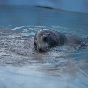 Acuario Nacional de Cuba