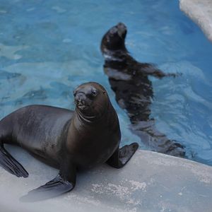 Acuario Nacional de Cuba