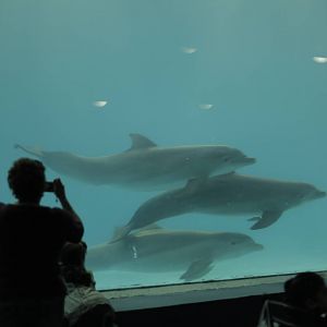 Acuario Nacional de Cuba