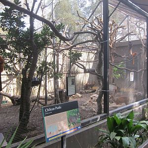 Golden Lion Tamarin/Chilean Pudu Exhibit