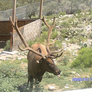 Elk Exhibit - July 2009