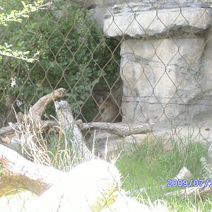 Puma Exhibit - July 2009