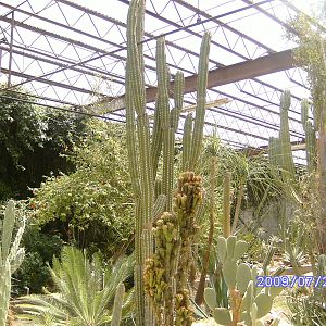Cacti Exhibit- July 2009