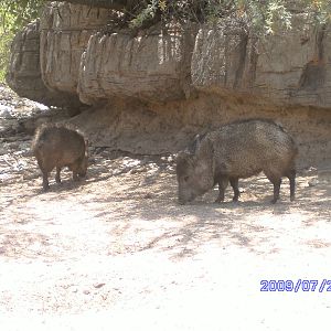 Javelina Exhibit- July 2009