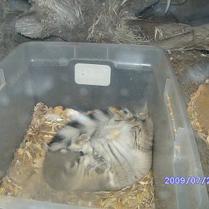 Ring Tail - July 2009