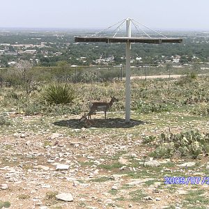 Pronghorn Exhibit  - July 2009