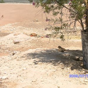 Prairie Dog Village - July 2009