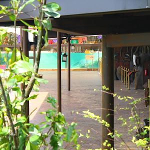 Ganges River - Indian Gharial exhibit
