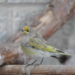 Syrian serin/ Serinus syriacus