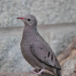 Scaly-breasted ground dove/ Columbina passerina