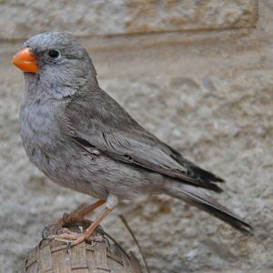 Trumpeter bullfinch/ Rhodopechys githaginea