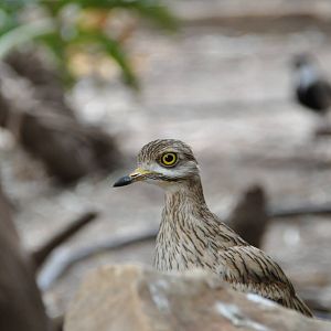 Stone curlew/ Burhinus oedicnemus