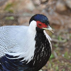Silver pheasant/ Lophura nycthemera