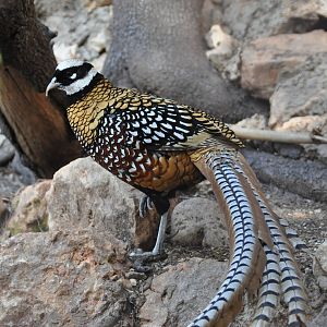 Reeve`s pheasant/ Syrmaticus reevesi