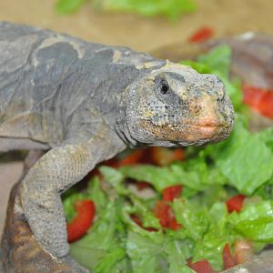 Egyptian spiny-tailed lizard/ Uromastyx aegyptius