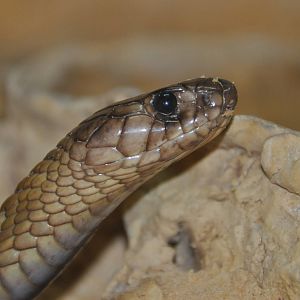 Egyptian cobra/ Naja haje