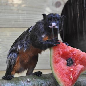 White-lipped tamarin/ Saguinus labiatus