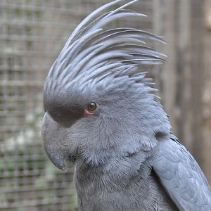 Palm cockatoo/ Probosciger aterrimus