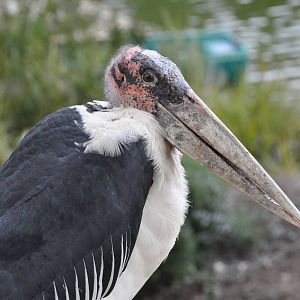 Marabou stork/ Leptoptilos crumeniferus