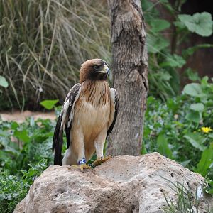 Booted eagle/ Hieraaetus pennatus