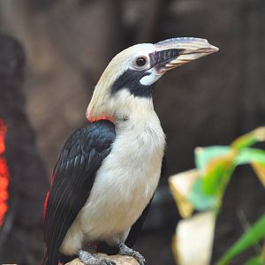 Tarictic hornbill/ Penelopides panini