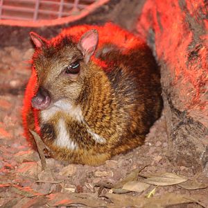 Lesser Malayan chevrotain/ Tragulus javanicus