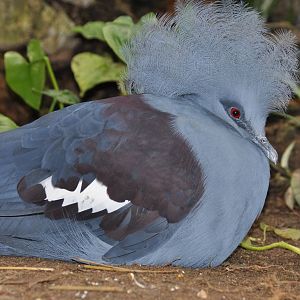 Blue crowned pigeon/ Goura cristata