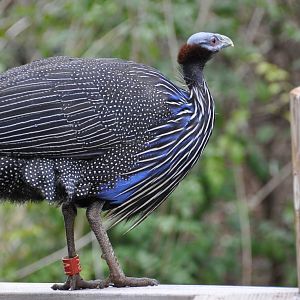 Vulturine guineafowl/ Acryllium vulturinum