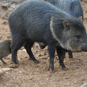 Collared peccary/ Pecari tajacu