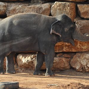 Asiatic elephant/ Elephas maximus