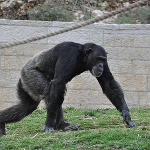 Chimpanzee/ Pan troglodytes