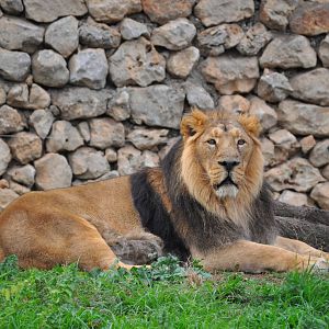 Asian lion/ Panthera leo persicus