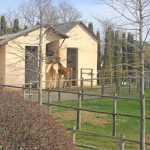 Giraffe house march 2013
