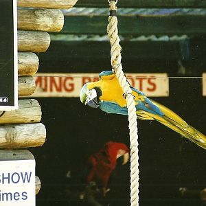 Parrot Show 10th July 1999