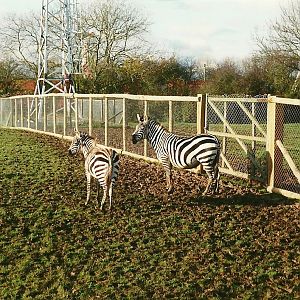 Plush fencing for Zebra paddock 20th November 1999