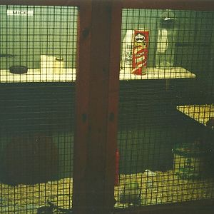 Domestic Mouse exhibit in Farm indoor area 20th November 1999