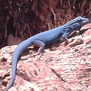 Williams blue gecko male
