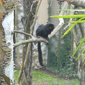 Goeldi's monkey