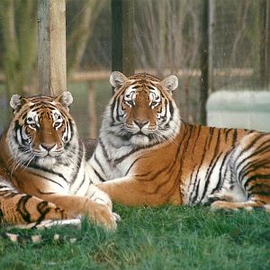 Siberian Tigers 4th December 1999