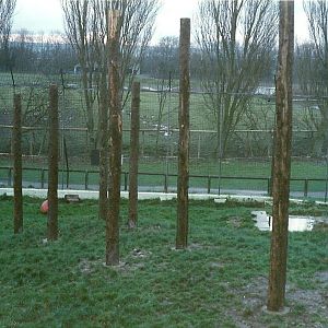 New platform for Siberian Tigers under construction 4th December 1999