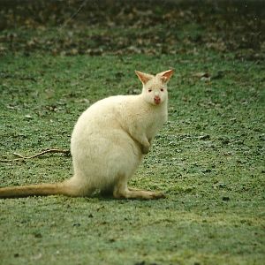 Frosty Wallaby 18th December 1999