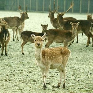 Fallow Deer 18th December 1999